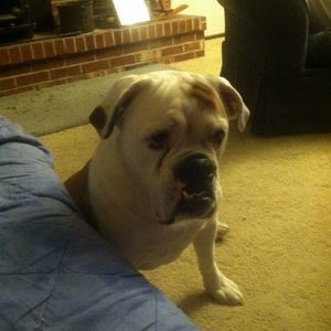 Meet your Posher, David